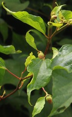 Azanza lampas