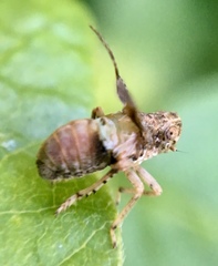 Danepteryx