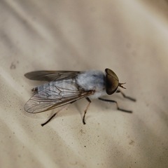 Leucotabanus annulatus