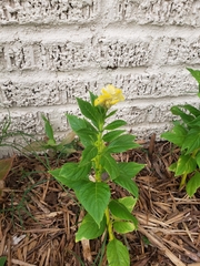 Celosia argentea plumosa