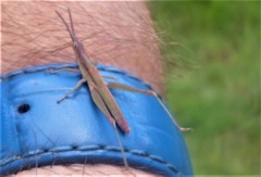 Acrida cinerea