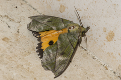 Eudocima hypermnestra