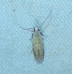 Battaristis nigratomella