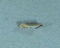 Battaristis nigratomella