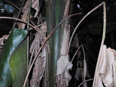 Phenakospermum guyannense