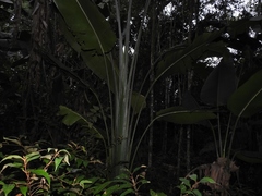 Phenakospermum guyannense