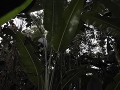 Phenakospermum guyannense