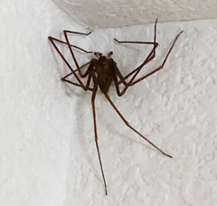 Loxosceles rufescens