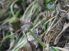Crocothemis servilia