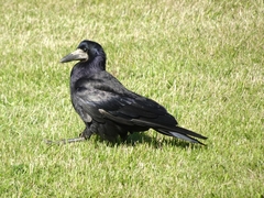 Corvus frugilegus