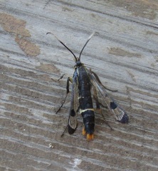 Synanthedon scoliaeformis