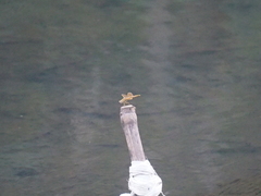 Brachythemis contaminata