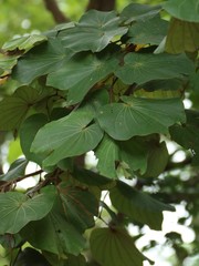 Piliostigma foveolatum