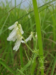 Vicia villosa villosa