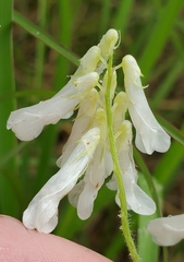 Vicia villosa villosa