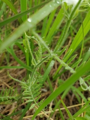 Vicia villosa villosa