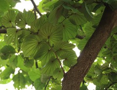 Piliostigma foveolatum