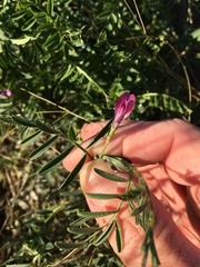 Vicia monantha