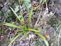 Guzmania monostachia