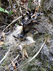 Guzmania monostachia