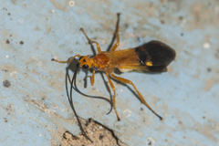 Braconinae