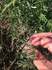 Vicia monantha