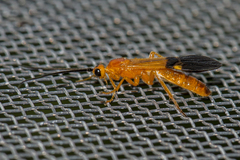Braconinae
