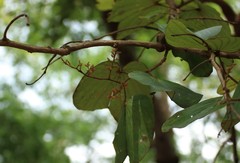 Piliostigma foveolatum