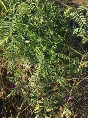 Vicia monantha