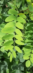 Robinia pseudoacacia