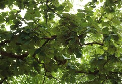 Piliostigma foveolatum