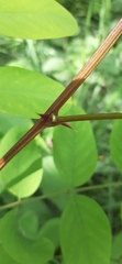 Robinia pseudoacacia