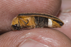 Asymmetricata circumdata