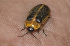 Asymmetricata circumdata