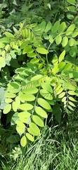 Robinia pseudoacacia