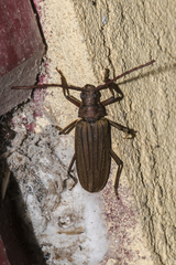 Nepiodes bowringi
