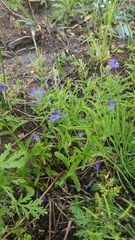 Scutellaria scordifolia