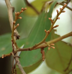 Piliostigma foveolatum