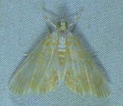 Glaphyria sesquistrialis