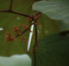 Piliostigma foveolatum