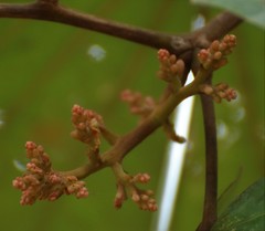 Piliostigma foveolatum