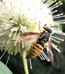 Spilomyia alcimus
