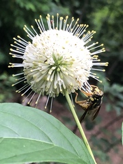 Spilomyia alcimus