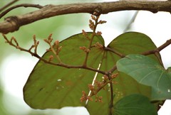 Piliostigma foveolatum