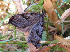 Aplocera praeformata