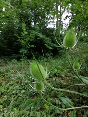 Dipsacus fullonum
