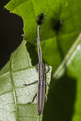 Eucomatocera vittata