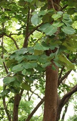 Piliostigma foveolatum