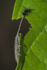 Eucomatocera vittata