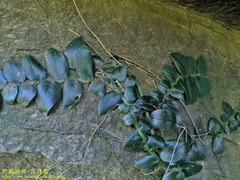 Rhaphidophora hongkongensis